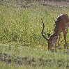 Grazing antilope in Serengeti National Park in Tanzania, Mara Tanzania