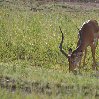 Mara Tanzania Grazing antilope in Serengeti National Park in Tanzania