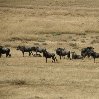 Hurdle of wildebeests in Tanzania