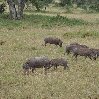 Photos of warthogs and antilopes in Serengeti National Park in Tanzania 