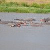 Photos of a group hippo's in Serengeti National Park in Tanzania