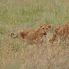 Photos of lion cubs in Serengeti National Park in Tanzania