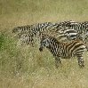 Mara Tanzania Zebra photos Serengeti National Park in Tanzania