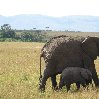 Baby elephant in Serengeti National Park in Tanzania