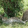 Leopards spotted on a game drive in Serengeti National Park in Tanzania