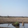 Photos of drinking giraffes in Etosha National Park, Namibia