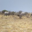 Kunene Namibia Hurdle of elephants in Etosha National Park, Namibia