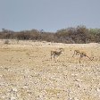 Grazing antilopes during a game-drive in Namibia