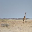 Lonely Giraffe in Etosha National Park, Namibia