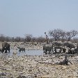 Wildlife at the waterholes of Etosha National Park, Namibia