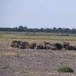 Group of resting wildebeests in Etosha National Park, Namibia