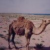 Camel in the desert of Iraq, Baghdad Iraq