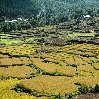 Photos of the rice fields in the Paro Region, Bhutan