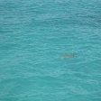 Photo of a turtle in Bermuda