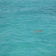 Photo of a turtle in Bermuda, Hamilton Bermuda