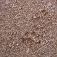 Lion footprints at Kafue National Park Wildlife Pictures, Zambia, Kafue Zambia