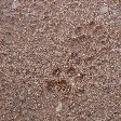 Lion footprints at Kafue National Park Wildlife Pictures, Zambia