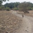 Wildlife Safari Kafue National Park Wildlife Pictures, Zambia, Kafue Zambia