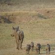 Warthog with youngs at Kafue National Park Wildlife Pictures, Zambia