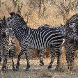 Kafue Zambia Group of zebra's in Kafue National Park Wildlife Pictures, Zambia