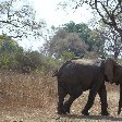 Elephants in Kafue National Park Wildlife Pictures, Zambia