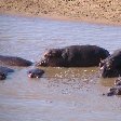 Hippo's bathing at Kafue National Park Wildlife Pictures, Zambia