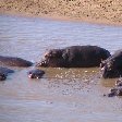 Kafue Zambia Hippo's bathing at Kafue National Park Wildlife Pictures, Zambia