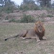 Picture of a Lion at Kafue National Park Wildlife Pictures, Zambia