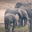 Kafue National Park Wildlife Pictures Zambia Travel Gallery