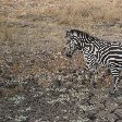 Wildlife spotting in Kafue National Park Wildlife Pictures, Zambia