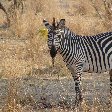 Picture of a zebra in Kafue National Park Wildlife Pictures, Zambia, Kafue Zambia