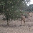 Wildlife Safaris Zambia, Kafue Zambia