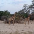 Group of giraffes in Kafue National Park Wildlife Pictures, Zambia