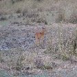 Antilope in Kafue National Park Wildlife Pictures, Zambia