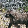 Mom and baby baboon in Botswana, Kasane Botswana