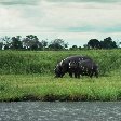 Photos of hippo's in the Moremi Wildife Reserve, Botswana