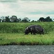 Photos of hippo's in the Moremi Wildife Reserve, Botswana, Kasane Botswana