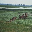 Photos of playing tiger cubs in Botswana