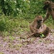 Monkeys during Safari Tour, Botswana, Kasane Botswana