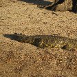 Kasane Botswana Crocodile in Chobe National Park, Botswana