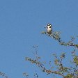 Photos Birdlife in Okavango Delta, Botswana