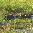 Hippo's in the waters of Okavango Delta, Botswana