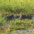 Kasane Botswana Hippo's in the waters of Okavango Delta, Botswana