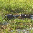 Hippo's in the waters of Okavango Delta, Botswana, Kasane Botswana