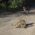 Photos of baboons playing around, Kasane Botswana