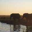 Elephants at sunset, Botswana