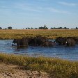 Bathing Elephants in Botswana
