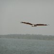 Flying eagles in the Sundarbans National Park, Bangladesh, Sundarbans Bangladesh