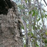 Snake in the Sundarbans National Park, Bangladesh, Sundarbans Bangladesh