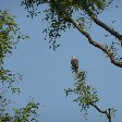 Photo of an eagle in the Sundarbans National Park, Sundarbans Bangladesh